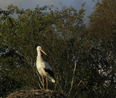 Acht uur s avonds, op terug weg van feestje. Beetje zon nog aanwezig. Alleen kleinbeeldcamera bij me. Toch maar even schieten.