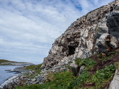 Vogeleiland Hornya (Finnmark): Op internet is er heel weinig informatie te vinden over het vogeleiland. Er komen weinig toeristen en een kleine zodiak vertrekt 4x per dag er naar toe om vogelaars weg te brengen en weer op te halen. Het feit dat je daar in alle rust mooie soorten kunt fotograferen was toch wel het hoogtepunt van de reis.