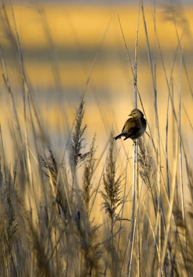 Foto genomen in laguna de pitillas, van een voor mij onbekend vogeltje.

Was aan het schemeren en de onweerswolken kwamen net aanzetten wat voor aparte kleuren zorgde.