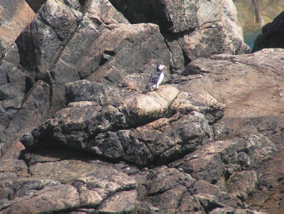Het was waarschijnlijk een van de laatste puffin's. De vorige dag waren er nog 14 gespot. Dit was de enige die we (kort) zagen.
Iets gecropped om 'm beter uit te laten komen