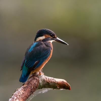 Na een paar uurtjes geduld kwam deze jonge ijsvogel in mijn blikveld. De zon was nog niet echt doorgebroken waardoor ik met handteerbaar tegenlicht deze opname kon maken.