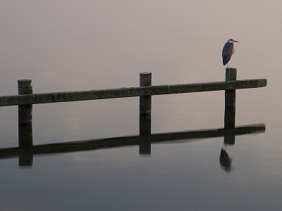In het late avondlicht gaat deze reiger nog even op de gereserveerde plek zitten. Het fotogenieke hek komt tot leven.