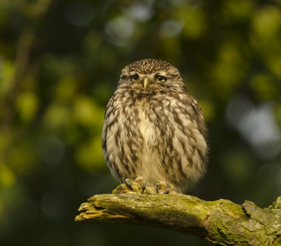 Dit voorjaar weer erg genoten van de steenuiltjes, met veel geduld en veel posten op mijn favoriete stekjes kon ik ze vaak van dichtbij fotograferen. Deze kon ik in het late avondlicht op een van zijn vaste stekkies vastleggen.