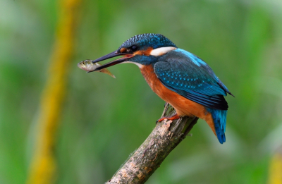 Op een spaarzame helemaal voor-mij-zelf-dag naar Almere afgereisd.  
De IJsvogels waren daar weer gespot.
Af en toe kwam hij zelfs heel dicht bij op een tak voor de hut zitten,dook in het water en....vloog weer weg.   Je moet op zo'n moment oppassen je adem niet te lang in te houden van de spanning.
Uit eindelijk verschillende foto's gemaakt maar slechts een keer dichtbij met een visje. Onbeschrijfelijk moment!
Negen uur in de hut gezeten en daarna tevreden naar huis.