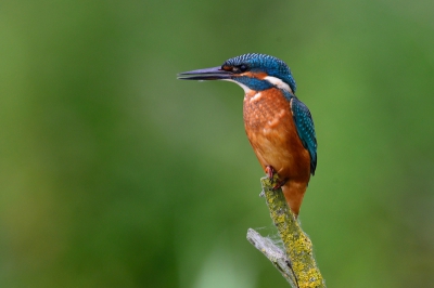 Meestal blijven de IJsvogels verder bij de hut vandaan maar zo nu en dan pakken ze een van de takken rechts van de hut.
Hoewel je vaak niet alleen bent en het er erg gezellig is kun je op zo.n moment beter zwijgen.
Vaak trekken ze zich er niks van aan maar toch....
Wat je in ieder geval niet moet doen zijn (plotselinge) zwenk bewegingen maken met je uitrusting.
Daar schrikken ze echt van.Ik heb zo menig IJsvogeltje zien terug komen van zijn goede bedoelingen als foto model.