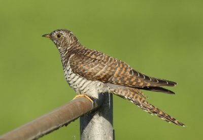 Een kwestie van geluk hebben: ik was bezig kemphanen te fotograferen toen plotseling deze juveniele koekoek op het hek vr me ging zitten. Het duurde exact 10 seconden, toen kwam er een fietser langs en was hij weg.