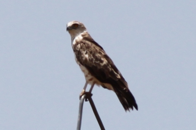 Deze vogel zag ik in Portugal. Volgens mij is het een slangenarend, maar volgens mijn broer is het een dwergarend. Ik ben benieuwd wat andere vogelaars ervan zeggen.