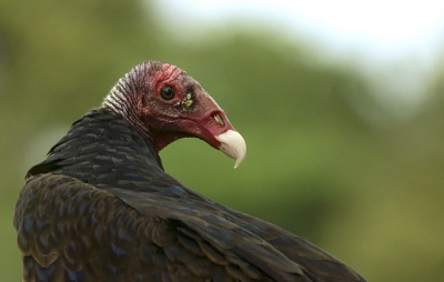 De roodkopgier of kalkoengier (Cathartes aura) is een roofvogel van de familie Cathartidae uit Noord-, Midden- en Zuid-Amerika. Deze soort is nauw verwant aan de geelkopgier. Het is een zwarte of grijsbruine vogel met een vuurrode kop en nek. Daarnaast zitten er aan de kop rode kwabben, net als bij een mannelijke kalkoen. De vleugels zijn breed en de staart is lang.

De kalkoengier op de foto, en zijn neef de zwarte gier (Coragyps atratus) komen in grote aantallen voor in Costa Rica. Dit maakt ze erg geschikt om te fotograferen vanuit de auto terwijl je van a naar b rijdt. Dit dier is dan ook gefotografeerd toen wij van nationaal park Corcovado terug naar Puerto Jimenez reden.

Niet zeker of kopstudies toegestaan zijn, maar kon het zo 1 2 3 niet terug vinden bij FAQ.