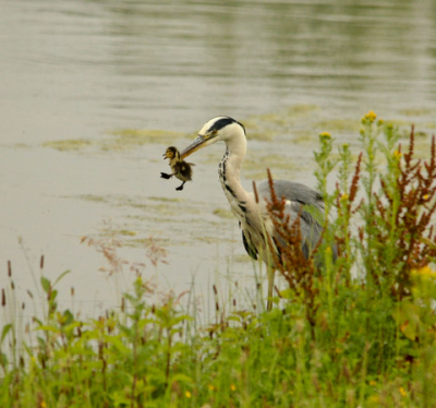 Hoe zielig het voor het kuiken is of hoe gruwelijk de daad van de reiger lijkt, ook dit is de natuur...