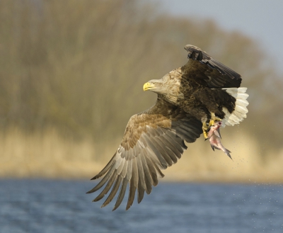 Europese zee arend bij de Oder delta. Eigenlijk wilde ik jullie niet meer lastig vallen met zee-arend foto's maar deze vind ik toch wel mooi.