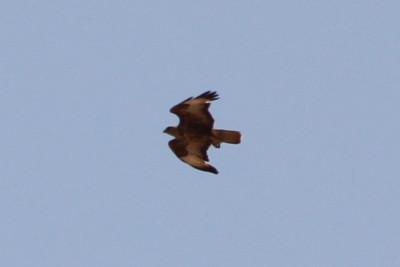 Ook bij deze roofvogel weet ik het niet wat het zou kunnen zijn. Ik twijfel tussen dwergarend, buizerd of havikarend. Wie heeft een idee? Sorry voor de slechte kwaliteit van de foto....