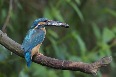 Dit baarsje was al een beetje aan de grote kant, dan maar over de breedte. Wat je vangt moet je ook opeten.
Het paartje ijsvogel wat ik volg is nog druk bezig het derde broedsel aan het voeren. Blijft bijzonder om het van dichtbij te volgen.