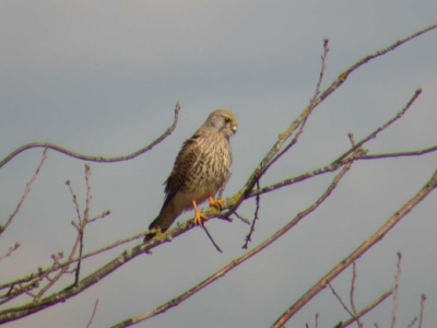 zomaar onderweg in een boom.
Toch maar goed dat ik mijn camera bij had.
