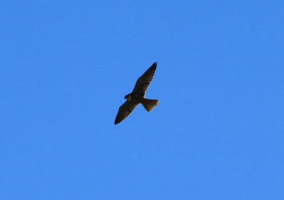 Deze vogel heeft ons zowat de hele wandeling "gevolgd". Ik vond het voor mezelf een bijzondere vogel om op de foto te zetten, helemaal omdat ik hem voor het eerst zag.