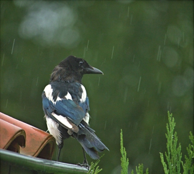 Deze ekster zat op het dak van een schuurtje tijdens een flinke regenbui. Het was donker weer en daarom heb ik de foto wat donker gelaten.