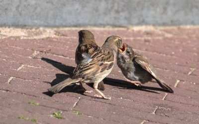 Dit jaar voor het eerst  de huismus weer gezien.
Ze zaten in een plantenbak voor AH.