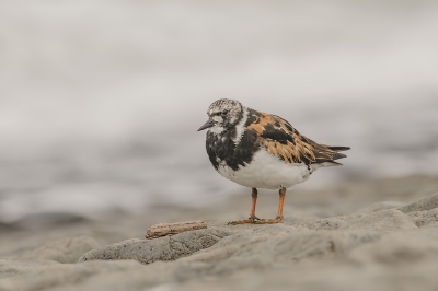 Ik heb mij wel vermaakt met de steenlopers, deze wilde wel even voor mij poseren.