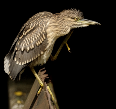 heb al eenkwak van mijn kant laten zien die aardig scoorde qua aandacht, heb r nog 1 die ik wil delen..
reden is omdat die afwijkend is van de anderen, hier staat die boven op het "dammetje" in het verlengde daar van is een stukje onbegroeid open donker gat..zorgt natuurlijk voor een iets wat andere doff :O)