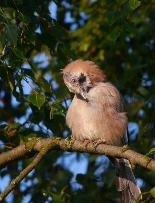 De Gooi zat op een redelijk donkere plek in de boom, deels in de zon zijn veren de poetsen. Meestal hoor ik hem alleen maar nu was hij een keer goed te zien.