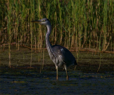 Nog een echte wilde blauwe reiger, kwam via een brede rietkraag voorzichtig naar een duinpoeltje. pentax 400 tokina 200