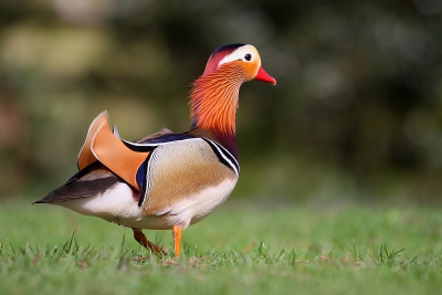 Zat de oude foto''s te bekijken en kwam deze mandarijneend tegen. Een van mijn favoriete vogels daarom wil ik het met jullie delen.