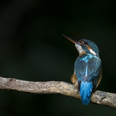Met de schaarse zonnestralen deze morgen op mijn favoriete takje in het donkere bos, kwam deze dame gelukkig nog 1 keer langs. Ik vond het wel een aparte pose. Voor meer foto's        
http://www.paul-natuurfoto.nl/