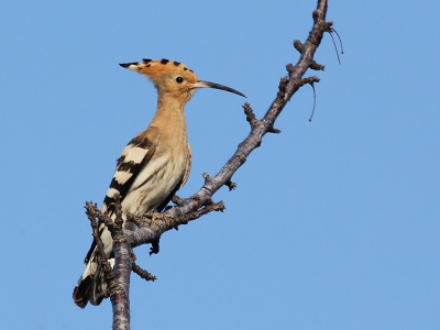 In Kroatie zijn de hoppen redelijk talrijk, maar ze blijven schuw. Na behoorlijk wat geduld kwam deze even in de boom een kijkje nemen.