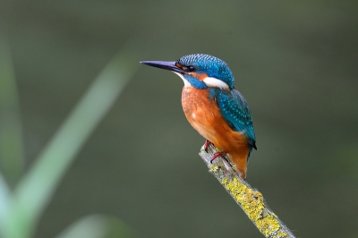 Ik heb deze foto ook kaal .d.w.z zonder onscherp riet aan de linker kant van de IJsvogel maar ik vond dit juist wel wat toevoegen.
Helaas verliest de verkleinde foto een flink deel van de sprankeling en diepte van het origineel.