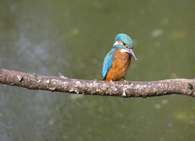 Een van een tijdje geleden, zat een hele tijd te wachten tot hij op zijn favo plaats ging gaan zitten. 
canon eos 300D, sigma 70-300mm F5.6
ps: Iemand mischien nog tips om mijn foto's nog wat beter te krijgen?