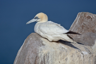 Door het mooie weer was er alleen in de vroege ochtend en late namiddag/avond te fotograferen. Overdag dus veel tijd om te observeren en het was interessant om te zien dat landende vogels vliegfouten maakten en dan botsten met rotsen of zittende vogels. De landende vogels hadden ronduit de pest in over hun fout en waren dan extra agressief naar de al zittende vogels. 
Door de blauwe oogring lijkt het wel of de Jan-van -Gent een hip brilletje heeft aangeschaft. Meer foto's :www.hennevangernatuur.nl