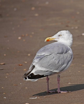 Op het strand zaten veel meeuwen. Deze zat in een grote groep zilvermeeuwen en kleine mantelmeeuwen