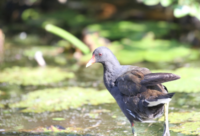 Een waterhoentje sloop opzichtig over de waterplanten op weg naar een soort genoot om ruzie te maken