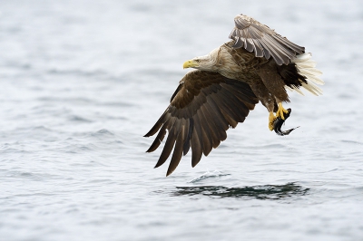 Leek zo makkelijk, zeearenden uit een bootje fotograferen, om echter beeldvullend en scherp in beeld te krijgen viel toch nog net mee. Met een kortere lens was makkelijker maar gaf niet genoeg beeldvulling en wilde niet kroppen, deze met 300mm en 1,4 tc vond ik beeldvullend genoeg.