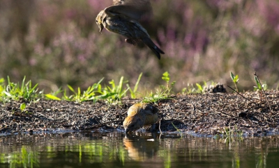 Het grote nadeel dat de hut zo in trek is en ik toen geen pixpas had, is dat de meeste vogels en settingen al waren getoond.
Dus moet ik het hebben van de wat afwijkende foto's.
Ik had nog nooit bokje-springende vogels gezien, precies twee weken geleden was de eerste keer.
Technisch misschien niet een hoogte punt en de schaduw valt wat ongelukkig maar ik ben er wel blij mee.

Gr Albert.