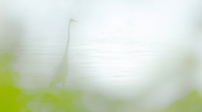 Even een teken van leven. Weinig gefotografeerd de laatste tijd. Gisteren hl even eropuit met een halfziek lijf. Een Grote zilverreiger liep als een Giraffe door het ondiepe water van de uiterwaarden. Ik had me verscholen achter een wilg en kon ongestoord schieten terwijl de vogel van het wit naar het donker liep. Wat een verschil maken die paar meters.