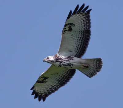 Met dank aan een blauwe reiger ,die ineens omhoog keek kon ik ook meegenieten met dit overvliegende verenkleed