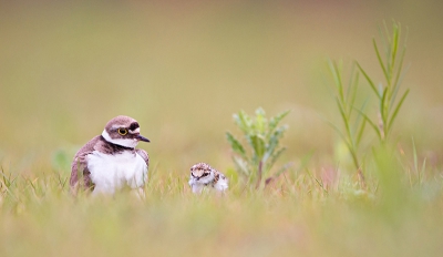 Moeder en kind kleine plevier. Wat een kleine, kleine, heel kleine pleviertjes zijn die baby-pleviertjes! Ze verdwijnen heel gemakkelijk achter een grassprietje.