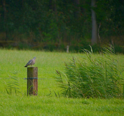 Ik vond het wel een mooi plaatje, een houtduif op een paal in een weiland, met riet langs de sloot en een bos op de achtergrond.