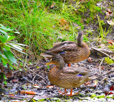 Twee wilde eenden bij een rommelig slootkantje. De twee enige die niet in het water aan het slobberen waren