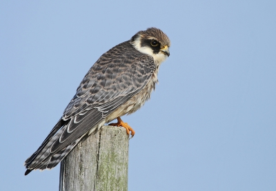 Gisteren dit fraaie valkje kunnen bewonderen tijdens een dagje vogelen op Texel. De vogel zat 's ochtends nog paar uur in een struik, maar ging op gegeven moment mooi jagen waarbij die regelmatig dichtbij op een paaltje kwam zitten om zijn prooi op te eten.