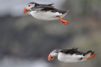 Dit eiland op de poolcirkel boven Ijsland is een aanrader voor vogelaars