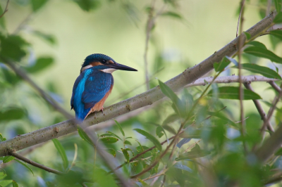 Ik wilde deze jonge vogel laten zien in zijn natuurlijke habitat, zo tussen de wilgentakken, is toch het leukst.
Ook het vroege licht maakt voor mij deze foto bijzonder.