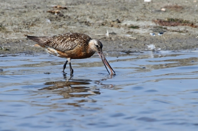 Deze volwassen Rosse Grutto die nog bijna helemaal in zomerkleed is was druk aan het foerageren aan de rand van het gebiedje Utopia. Van achter het riet was de vogel mooi te zien en te fotograferen. Hierbij een foto waar hij net een regenworm heel gevangen.