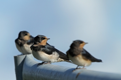 Ik kwam een groepje Boerenzwaluwen tegen die zich erg leuk lieten fotograferen op een hek in de polder. Ze zaten mooi op een rijtje en af en toe kwam er een ouder langs met wat voer, met als gevolg dat alle vogels n kant op keken.