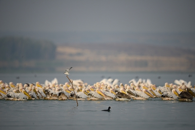 In de ochtend verlaten de Pelikanen het Antanasov Meer, waar ze broeden en rusten, om te vissen in het Vaya Meer. Vanuit het zuiden zwemmen ze dan in kolonne naar het noorden en alles op het water moet dan plaatsmaken. Zo zocht de Stern zijn/haar toevlucht tot de visnet stok - met daarop de focus.