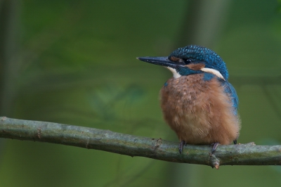 Voila, 1 van de twee jongen uit het derde broedsel. Vorig jaar kon ik de eerste begin september fotograferen dus deze is iets eerder.
Inmiddels komen de tellingen/registraties op gang en net als vorig jaar houd het niet over. In onze regio zijn er maar 8 broedparen, da's niet veel.