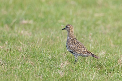 Flinke groepen langs de binnenkant van de IJsdijk, met juv. en ad. vogels in de rui in gezelschap van de kievit.