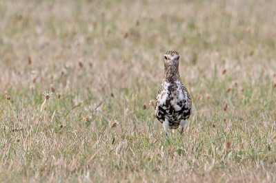 Flinke groepen langs de binnenkant van de IJsdijk, met juv. en ad. vogels in de rui in gezelschap van de kievit.