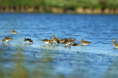 in een gebied nabij de haringvliet trof in een heel stel watersnippen aan waaronder deze ,voor de gene die dacht dat de vorige foto scheef was hier het origineel gr koos