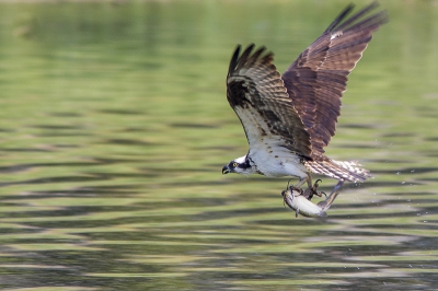 Na kopje onder geweest te zijn verschijnt de visarend weer boven water. Met een hoop geweld vertrekt de vogel weer.
Zijn prooi stevig in zijn klauwen en met de kop van de vis  altijd vooruit.